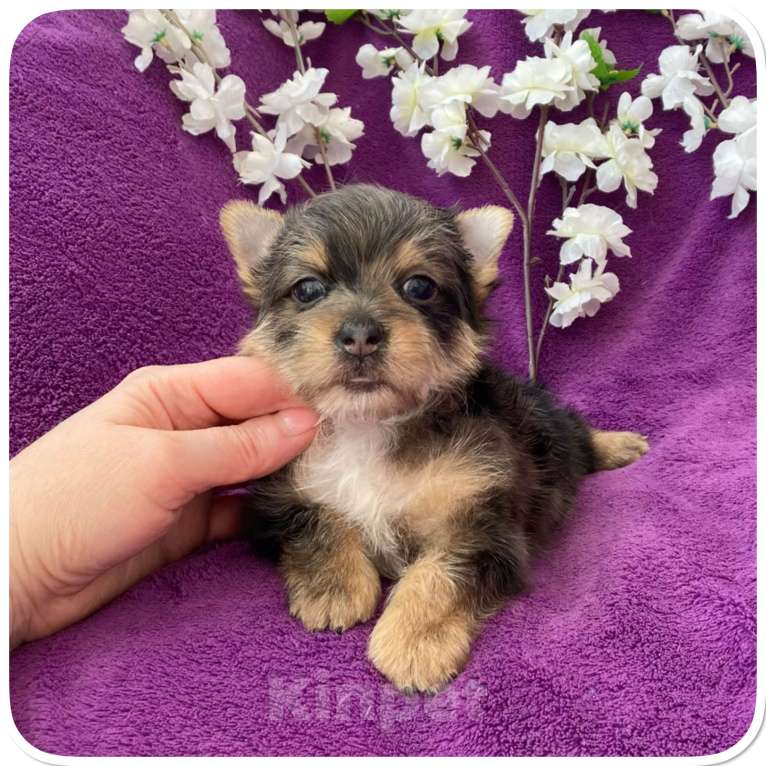 Собаки в Москве: Йорк мраморный мальчик крупный стандарт с зелёно голубыми глазами Мальчик, 60 000 руб. - фото 4