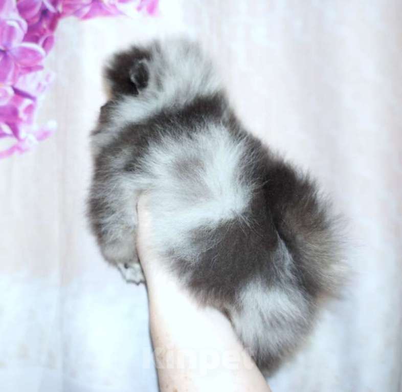 Собаки в Рязани: Мраморный шпиц  Мальчик, 25 000 руб. - фото 4