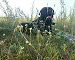 Собаки в Елабуге: Кане Корсо. Кобель.Вязка. Мальчик, 1 руб. - фото 4