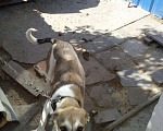 Собаки в Астрахани: Собака, смесь лабрадор и дворняга, 5 руб. - фото 1