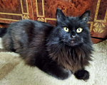 Кошки в Ливны: Ласковая пушистая крупная черная кошка 10 месяцев, Бесплатно - фото 1