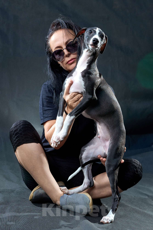 Собаки в Москве: Красивый парень уиппет черного цвета Мальчик, 55 000 руб. - фото 8