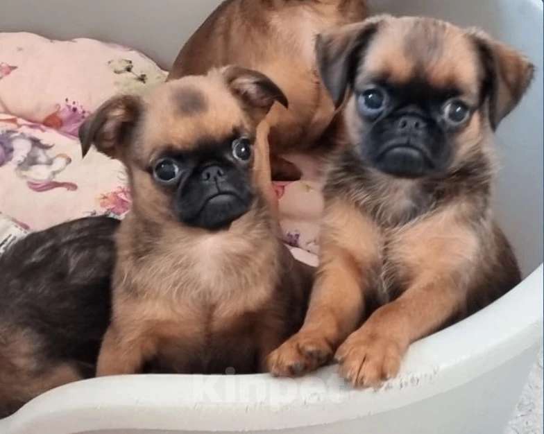 Собаки в Новосибирске: мальчик брабансона (собачка обезьянка) Мальчик, 50 000 руб. - фото 2