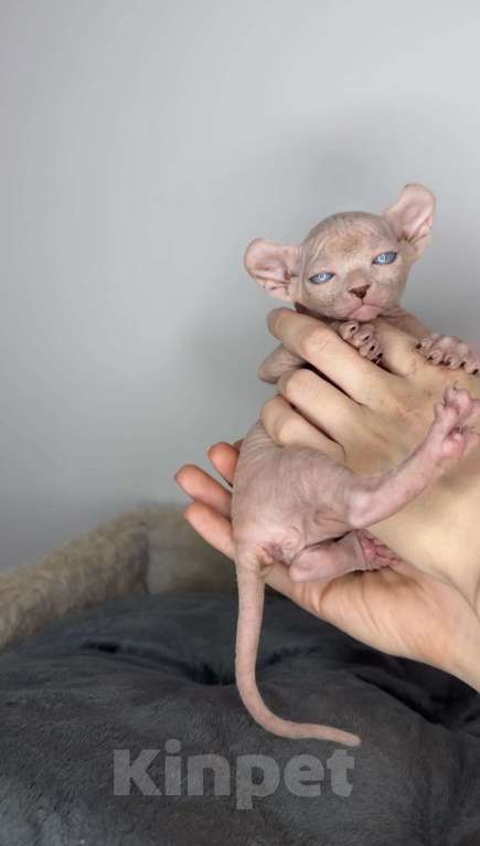 Кошки в Самаре: Котёнок эльф Девочка, 80 000 руб. - фото 2