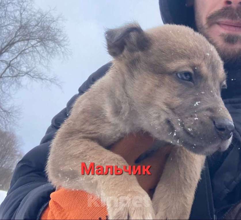 Собаки в Подольске: Щенки 1,5-2 месяца в добрые руки Мальчик, Бесплатно - фото 3