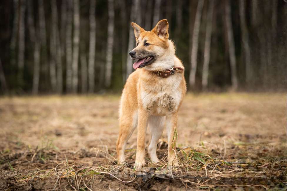 Собаки в Клине: Хеди — настоящая искорка счастья Девочка, Бесплатно - фото 3