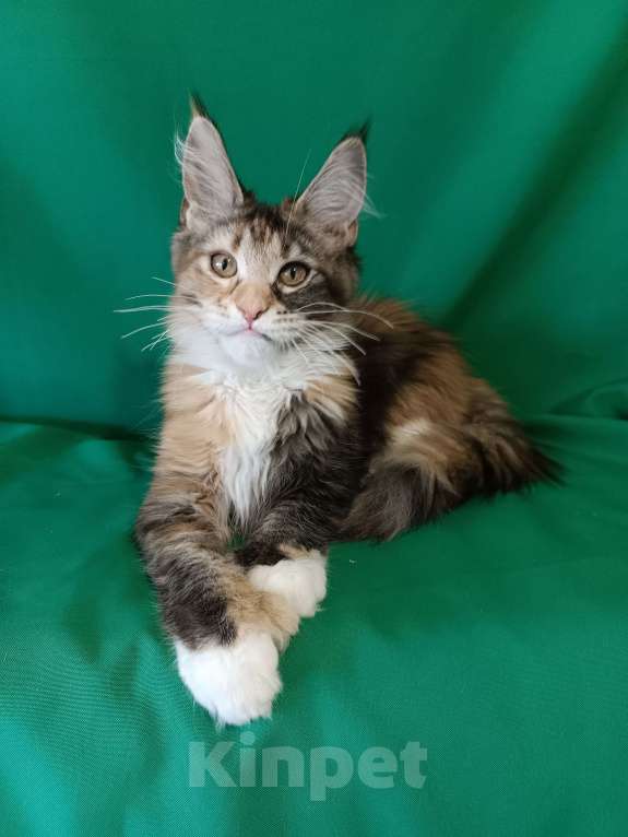 Кошки в других городах Владимирской области: Девочка мейн кун полидакт Девочка, Бесплатно - фото 4