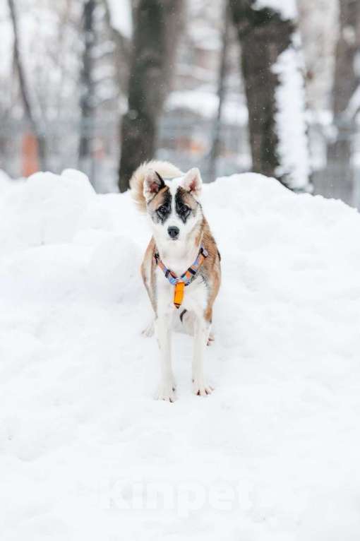 Собаки в Москве: Яркая Рина ищет дом Девочка, Бесплатно - фото 3