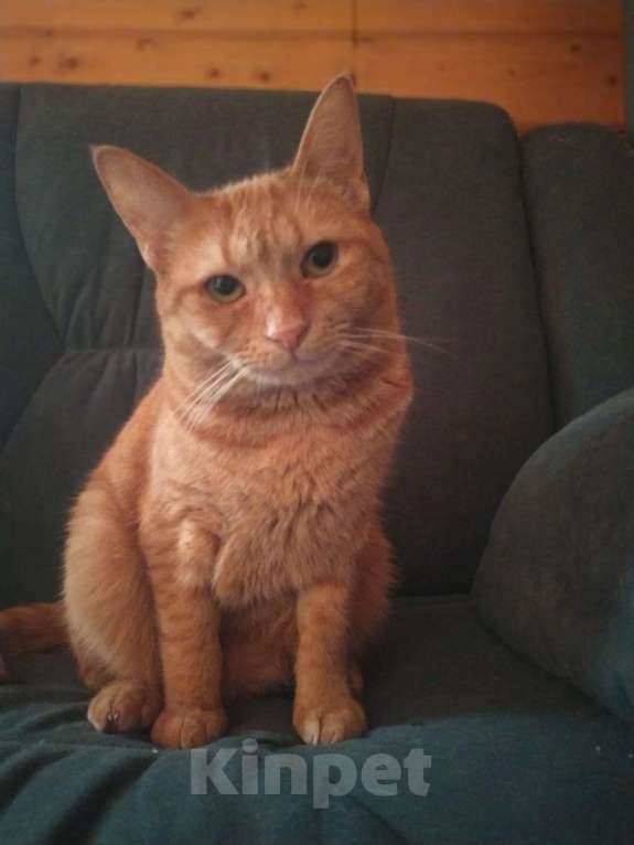 Кошки в Москве: Огненно-рыжая красотка кошка Злата ищет свою семью Девочка, Бесплатно - фото 8