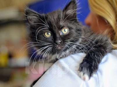 Кошки в Москве: Пушистая красотка Девочка, Бесплатно - фото 3