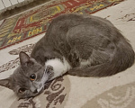 Кошки в Оренбурге: Отдам кошку Девочка, Бесплатно - фото 9