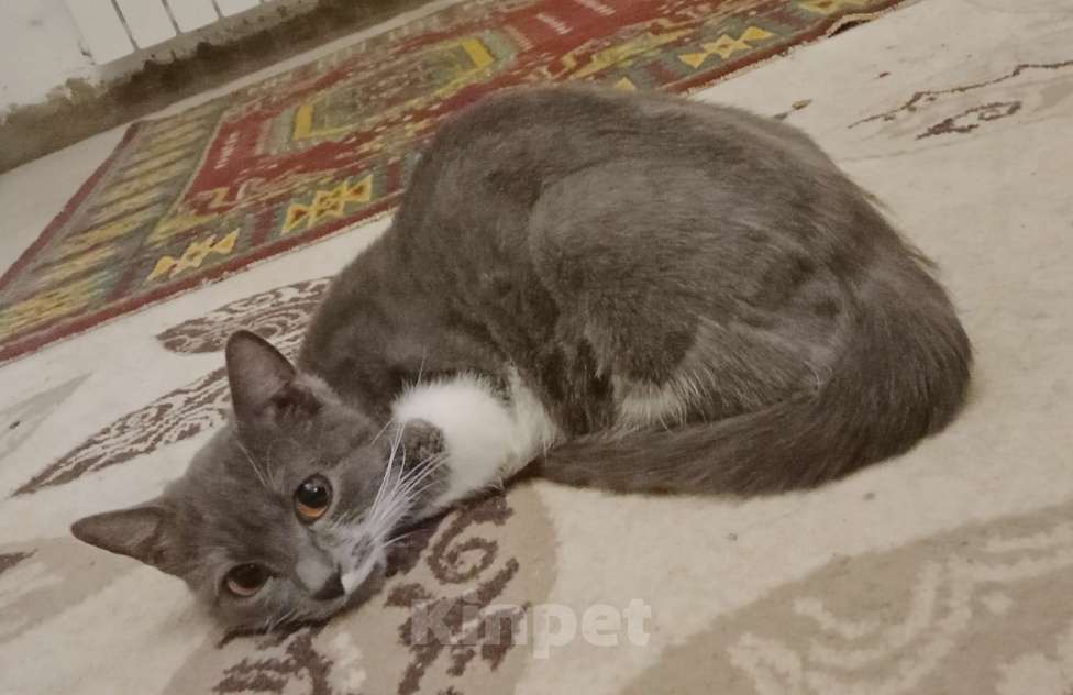 Кошки в Оренбурге: Отдам кошку Девочка, Бесплатно - фото 9