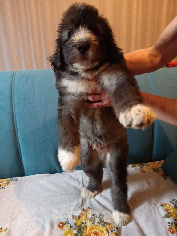 Собаки в других городах Московской области: щенки южнорусской овчарки Мальчик, 50 000 руб. - фото 6