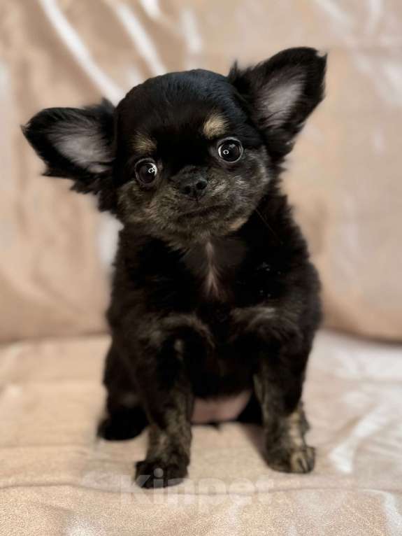 Собаки в Ялте: щенок чихуахуа Девочка, Бесплатно - фото 5