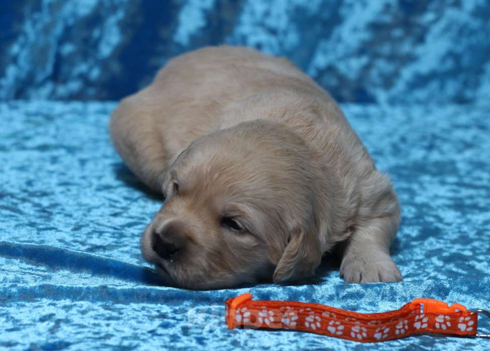 Собаки в Москве: Щенки золотистого ретривера Разнополые, 80 000 руб. - фото 5