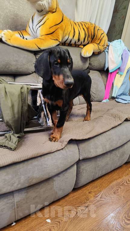 Собаки в Пензе: Продаются замечательные щенки Добермана от титулованных родителей с документами РКФ Девочка, 40 000 руб. - фото 5