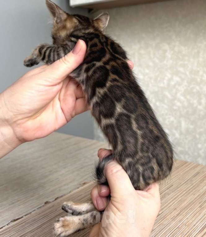 Кошки в Москве: Клубные бенгальские котята-мальчик Мальчик, 60 000 руб. - фото 2