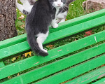 Кошки в Выборге: Котята Мальчик, 10 руб. - фото 7