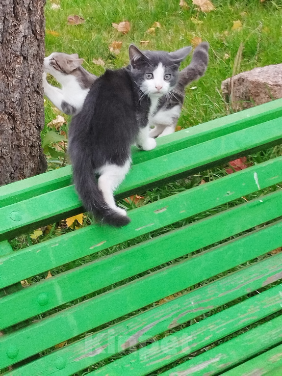 Кошки в Выборге: Котята Мальчик, 10 руб. - фото 7