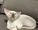 Кошки в Москве: Ориентальный котенок Мальчик, 50 000 руб. - фото 2