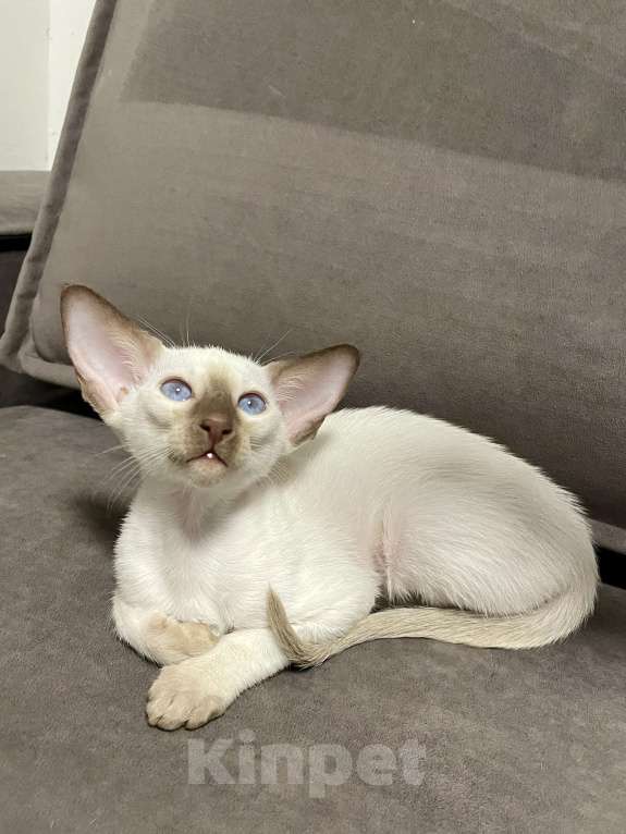 Кошки в Москве: Ориентальный котенок Мальчик, 50 000 руб. - фото 2