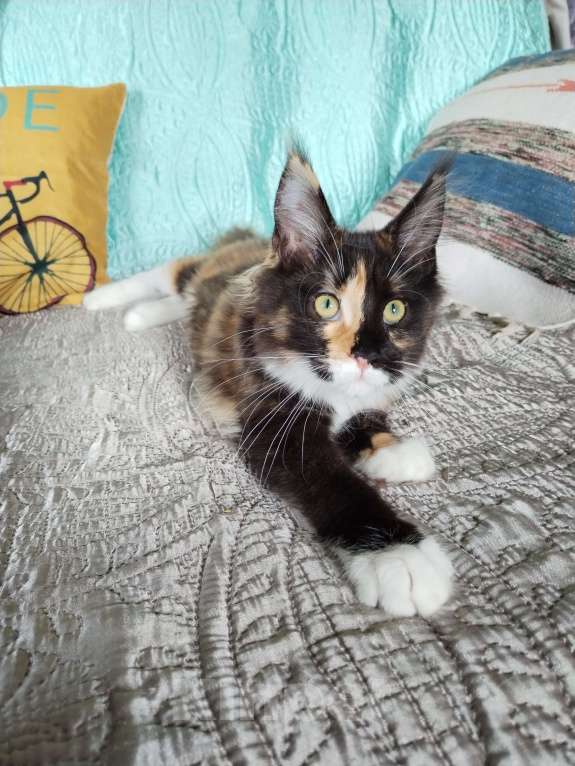 Кошки в Петрозаводске: Котята мейн-кун  Девочка, Бесплатно - фото 8