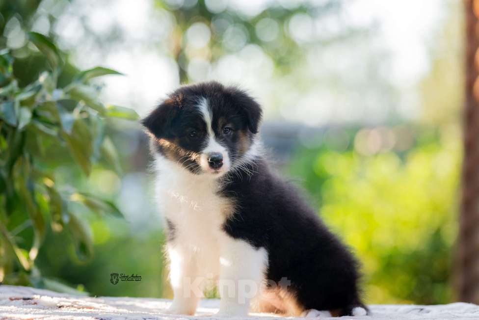 Собаки в Москве: австралийская овчарка аусси Девочка, 50 000 руб. - фото 3