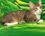 Кошки в Москве: Котёнок в добрые руки  Девочка, Бесплатно - фото 3