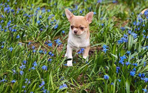 Мини мальчик с лиловым носиком