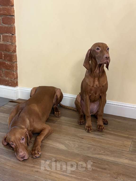 Собаки в Москве: Холли  Девочка, Бесплатно - фото 6