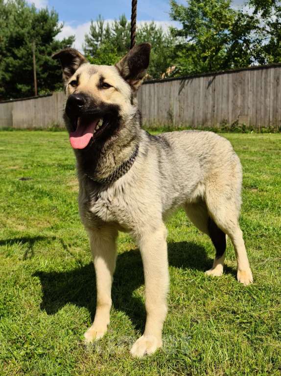 Собаки в Звенигороде: Бобик молодой пес в добрые руки Мальчик, Бесплатно - фото 7