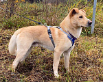 Собаки в Троицке: Сириус, супер пёс в поисках семьи! Мальчик, 1 руб. - фото 3