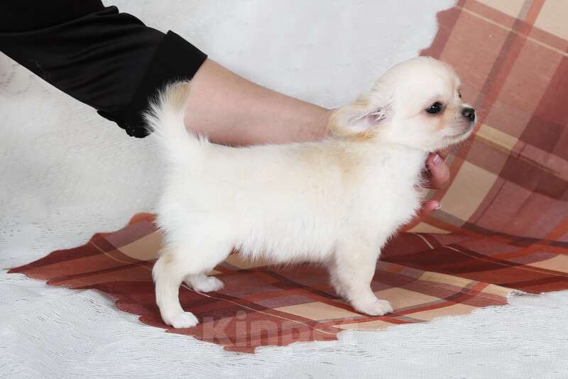 Собаки в Люберцах: Чихуахуа крем Мальчик, 50 000 руб. - фото 5