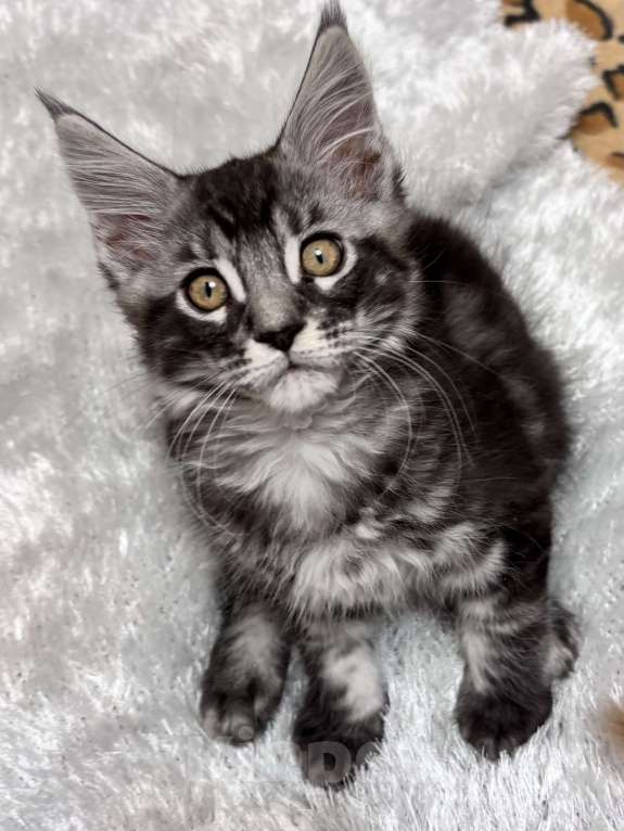 Кошки в Петергофе: Девочка красотка Девочка, 45 000 руб. - фото 2