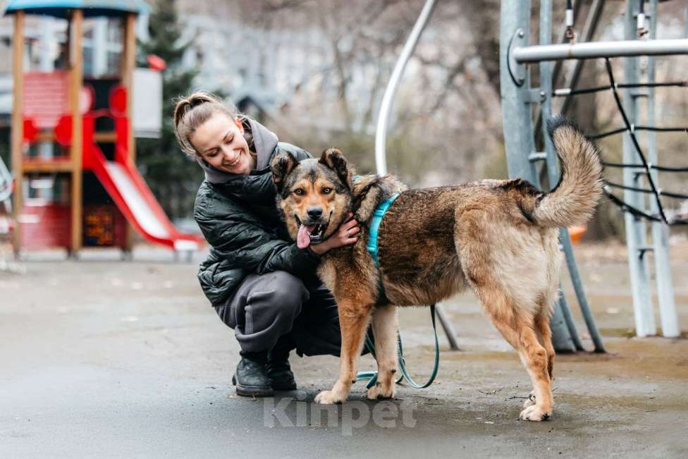 Собаки в Москве: Роскошный Каир ищет дом Мальчик, Бесплатно - фото 8
