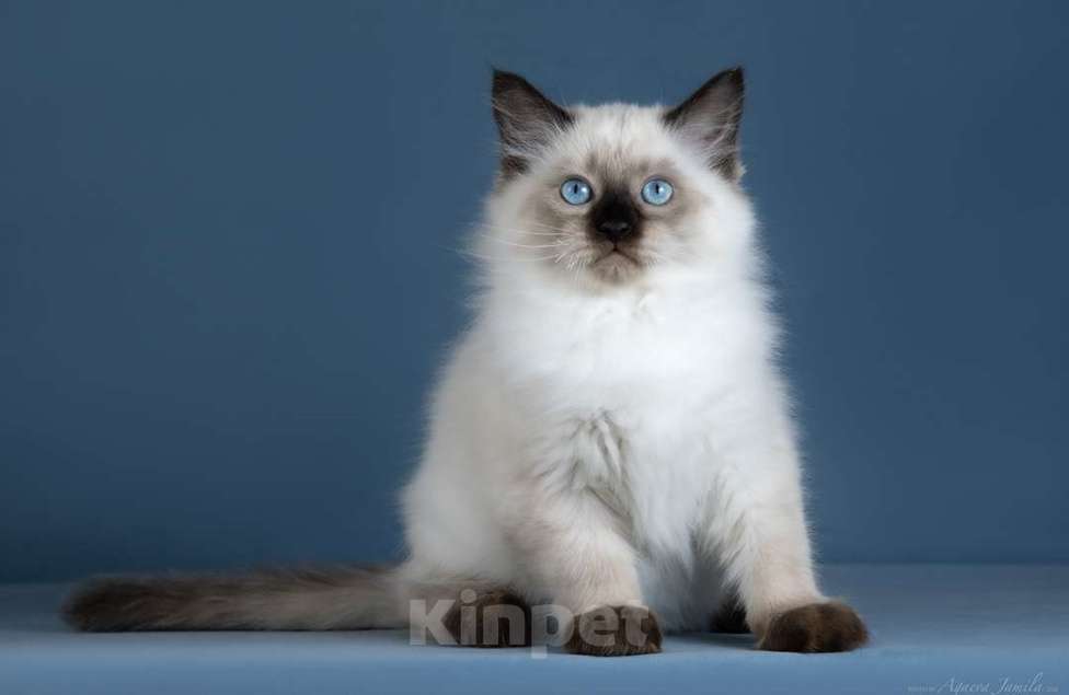 Кошки в Москве: Невский котенок Мальчик, Бесплатно - фото 5