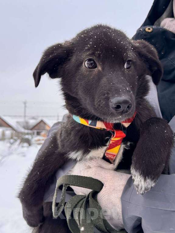 Собаки в Уфе: Щенок Мальчик, 300 руб. - фото 3