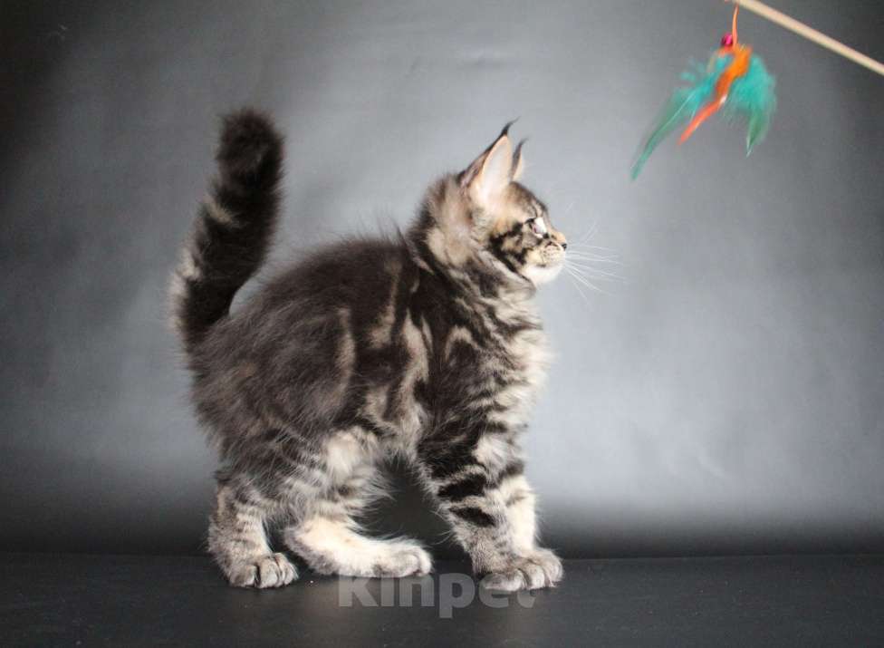 Кошки в Екатеринбурге: Котёнок мейн-кун Сириус Мальчик Мальчик, 45 000 руб. - фото 7