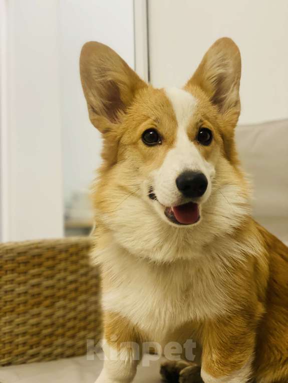 Собаки в других городах Воронежской области: Щенок Вельш Корги Пемброк Девочка, 50 000 руб. - фото 4
