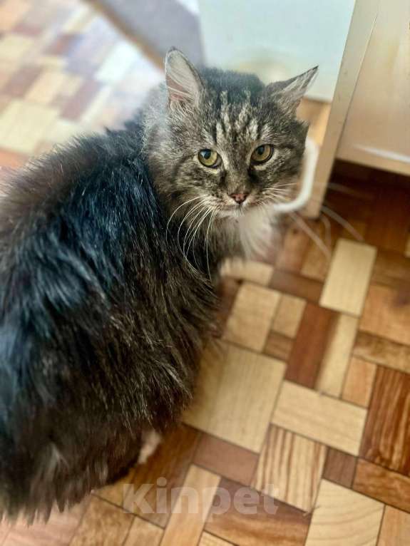 Кошки в Санкт-Петербурге: Котик Зубок ищет дом! Мальчик, Бесплатно - фото 4