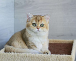 Кошки в Краснодаре: Золотая Британская шиншилла девочка  Девочка, Бесплатно - фото 1