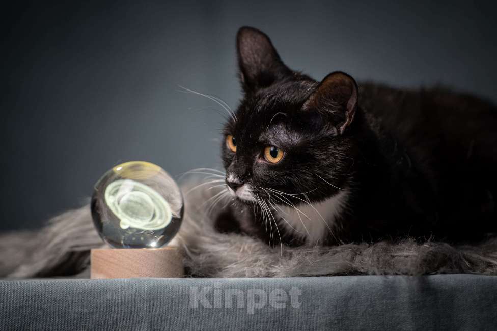 Кошки в Клине: Котюлька — очаровательная молодая кошечка Девочка, Бесплатно - фото 3