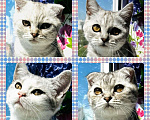 Кошки в Москве: Милейшие Шотландские плюшевые детки Девочка, 9 600 руб. - фото 10
