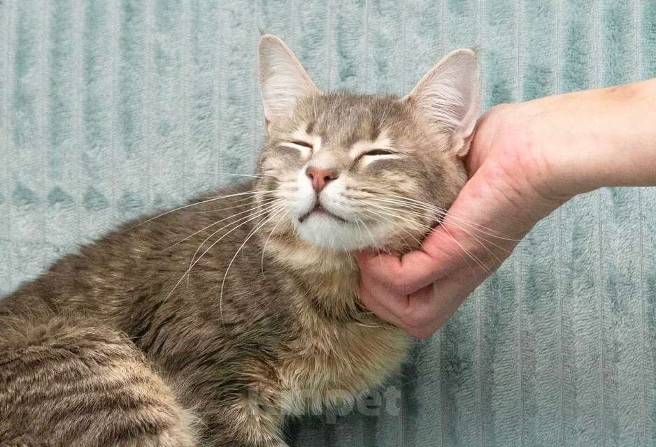 Кошки в Москве: Роскошный кот Мажор ищет дом, в добрые руки Мальчик, Бесплатно - фото 2