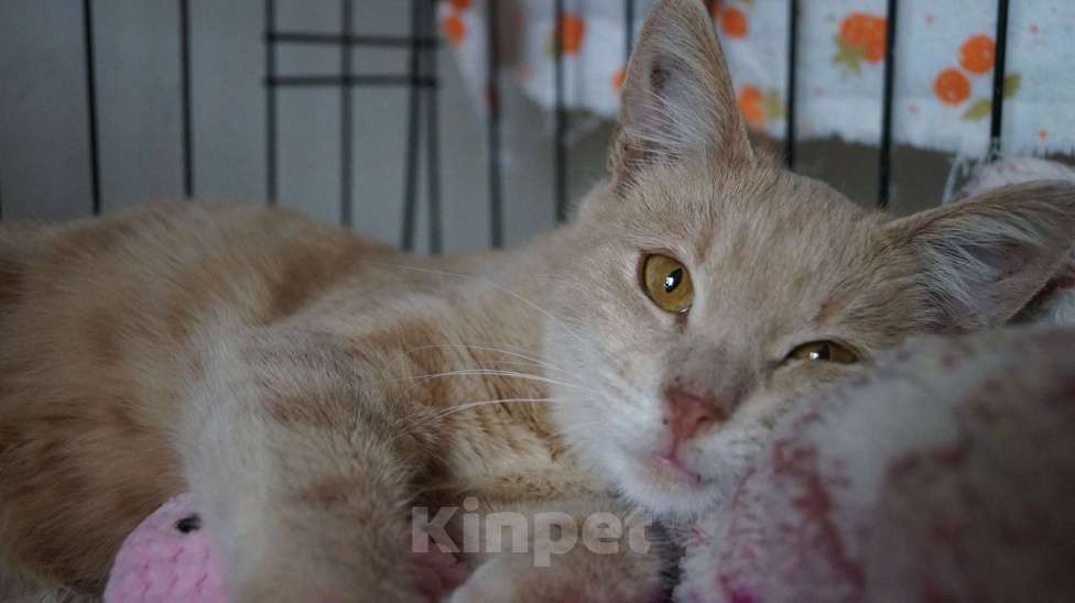 Кошки в Жуковском: Джозик котенок ищет дом Мальчик, Бесплатно - фото 10