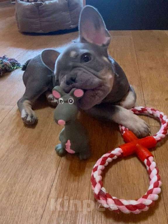 Собаки в Энгельс: породистые щенки французского бульдога Разнополые, 75 000 руб. - фото 5