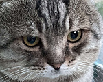 Кошки в Липецке: Потерялся кот по кличке Джексон  Мальчик, 2 000 руб. - фото 2