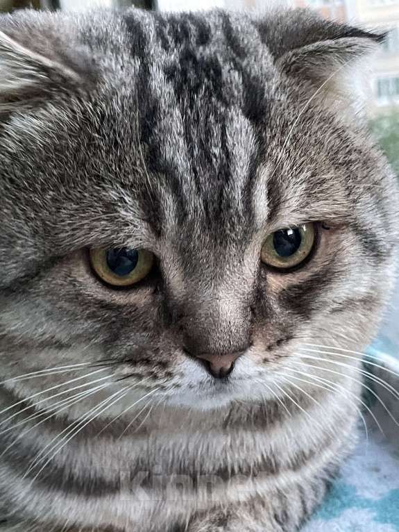 Кошки в Липецке: Потерялся кот по кличке Джексон  Мальчик, 2 000 руб. - фото 2