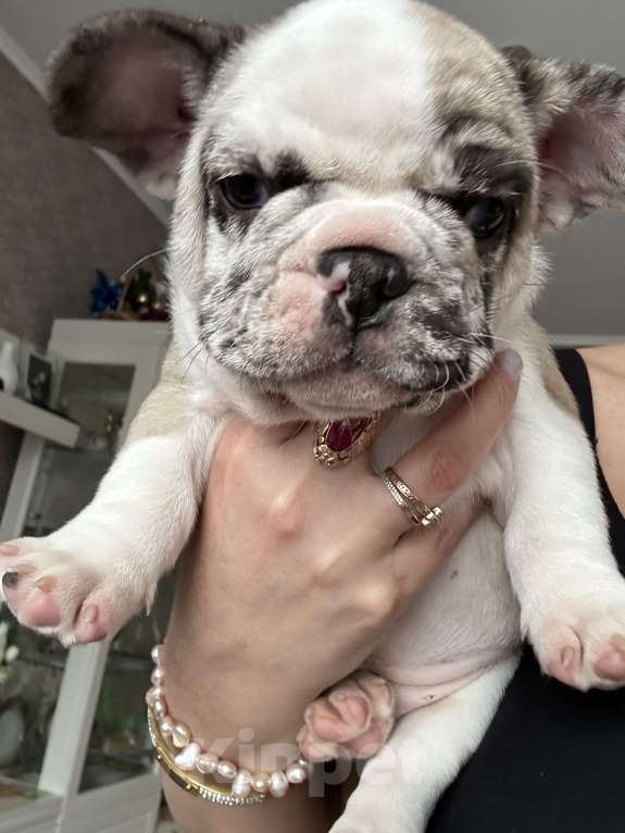 Собаки в Химках: Французский бульдог,щенки Девочка, 40 000 руб. - фото 8