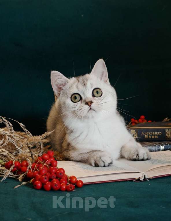 Кошки в Москве: Породистые шотландские котята Девочка, 55 000 руб. - фото 6